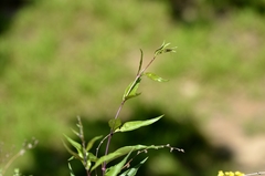 Periploca sepium