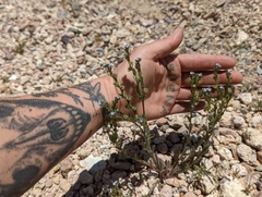 Lappula occidentalis occidentalis