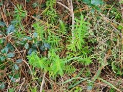 Veroniceae