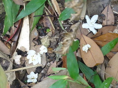 Alniphyllum pterospermum