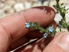 Lappula occidentalis occidentalis