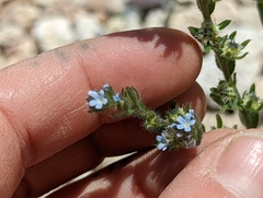 Lappula occidentalis occidentalis