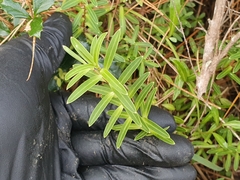 Veroniceae