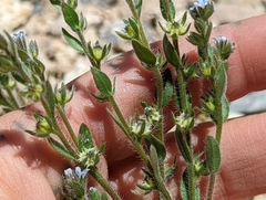 Lappula occidentalis occidentalis