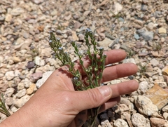 Lappula occidentalis occidentalis