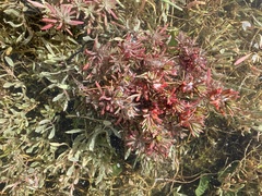 Suaeda albescens