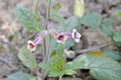 Rehmannia glutinosa