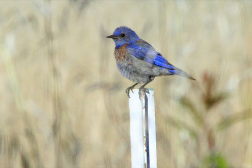 iNaturalist observation photo of Western Bluebird