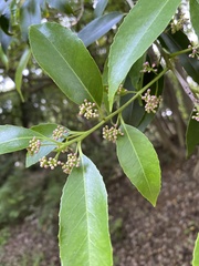 Ilex chinensis