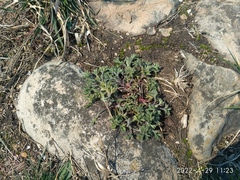 Artemisia littoricola