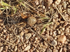 Neoscona rufipalpis