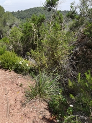 Ampelodesmos mauritanicus