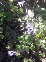 Plectranthus saccatus