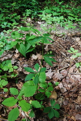 Sanicula marilandica