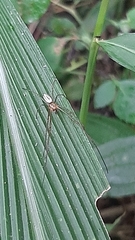 Leucauge tessellata