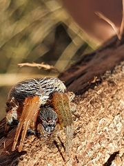 Neoscona rufipalpis