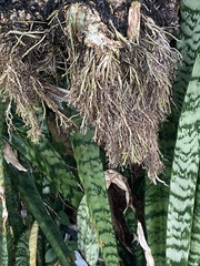 Microsorum punctatum