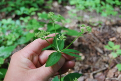 Sanicula marilandica