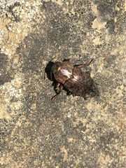 Dicerca berolinensis