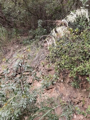 Ampelodesmos mauritanicus