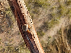 Neoscona rufipalpis