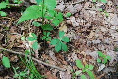 Sanicula marilandica