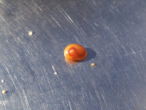 Tritia pellucida
