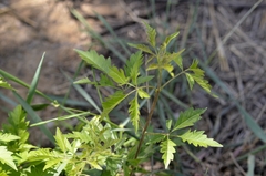 Vitex negundo heterophylla