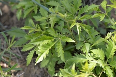 Vitex negundo heterophylla