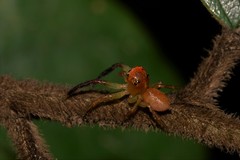 Prostheclina pallida