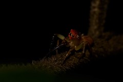 Prostheclina pallida