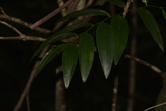 Geitonoplesium cymosum