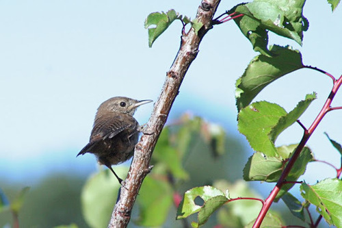 iNaturalist observation photo of Northern House Wren