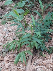 Zingiber kawagoii