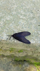 Gynautocera rubriscutellata