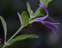 Hypoestes floribunda
