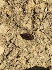 Dicerca berolinensis