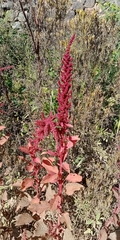 Amaranthus cruentus