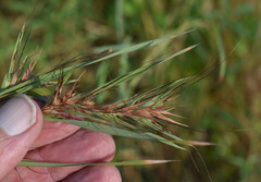 Themeda quadrivalvis