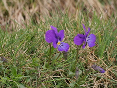 Viola lutea lutea