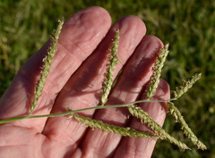 Urochloa mosambicensis