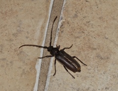 Enaphalodes hispicornis