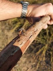 Neoscona rufipalpis
