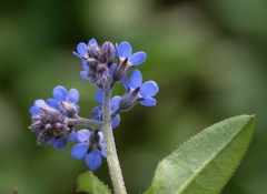 Myosotis decumbens