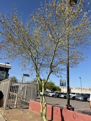 Parkinsonia