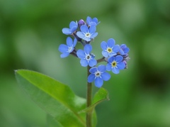 Myosotis decumbens