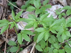 Cardamine waldsteinii