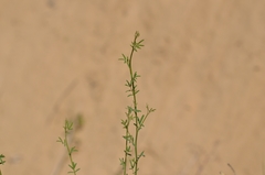 Astragalus melilotoides