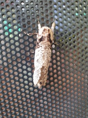 Trismelasmos tectorius