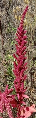 Amaranthus cruentus